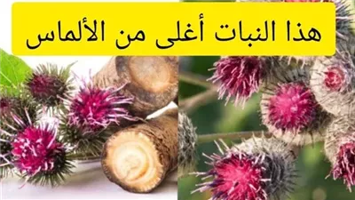 هذا النبات أغلى من الألماس إذا وجدته في مكان ما فلا تتركه.