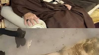 حادثة اسد مؤسفة في الكوفة تسلط الضوء على ظاهرة تربية الحيوانات البرية في المنازل