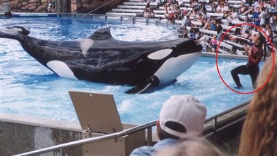 حادثة سي وورلد حوت ينـهـي حياة مدربته خلال  إحدى العروض المائية