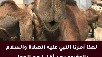 لهذا أمـرنا النبي ﷺ بالوضوء بـعـد أكـل لـحـم الجمل 