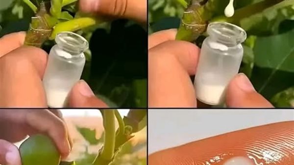لمحة نيوز