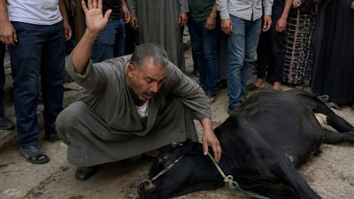 اشترى زوجي عجلًا لعقيقة ابننا... لكن ما وجده الجزار داخل رأسه حوّل الفرح إلى كارثة!