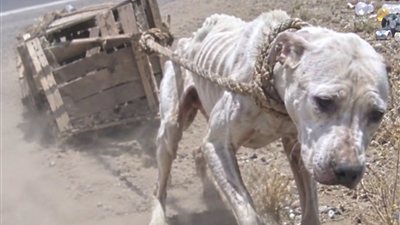 جرّت صندوقًا عبر الطريق السريع لإنقاذ جرائها… لكن سوار المستشفى كشف سرًا صادمًا عن صوفيا