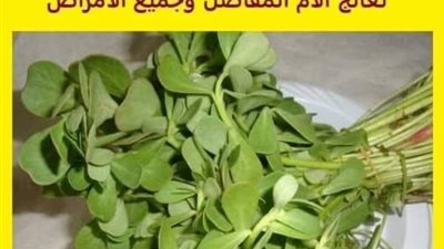 عشبة اسمها الرجلة فوائدها وزنها ذهب بعد معرفتها تعالج الام المفاصل وجميع الامراض
