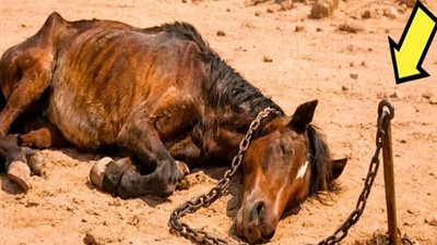 حصانٌ بسلسلة في الصحراء وطفل فقير… قصة حقيقية هزّت القلوب